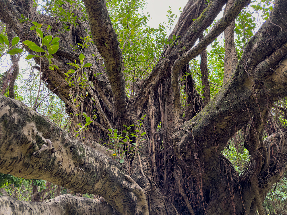 Banyan, Daan Park, Taipei 2023