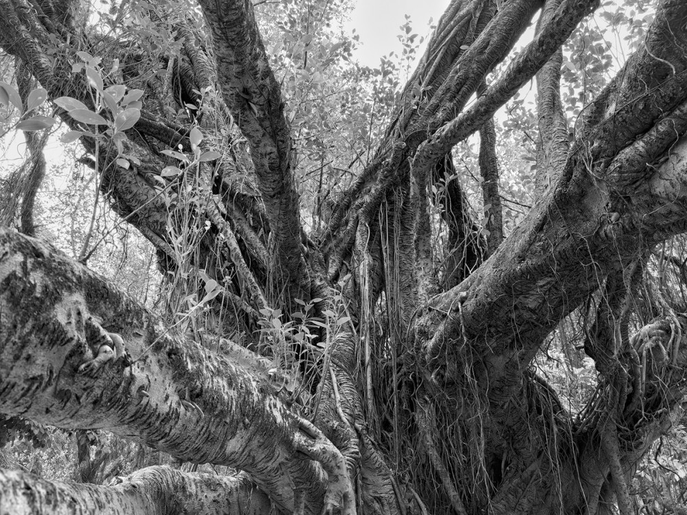 Banyan, Daan Park, Taipei 2023 sw