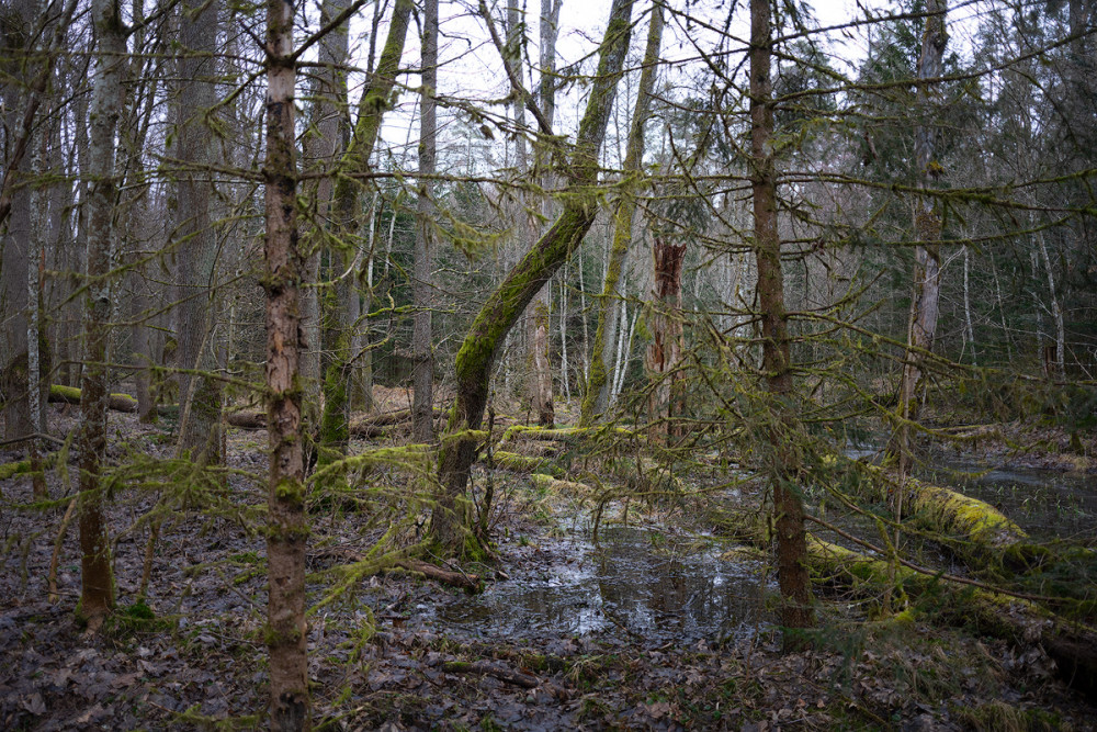 Oedenberg-Günthersbühler Forst 1