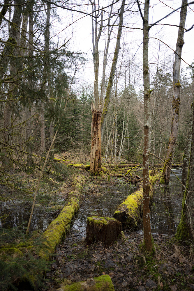 Oedenberg-Günthersbühler Forst 2