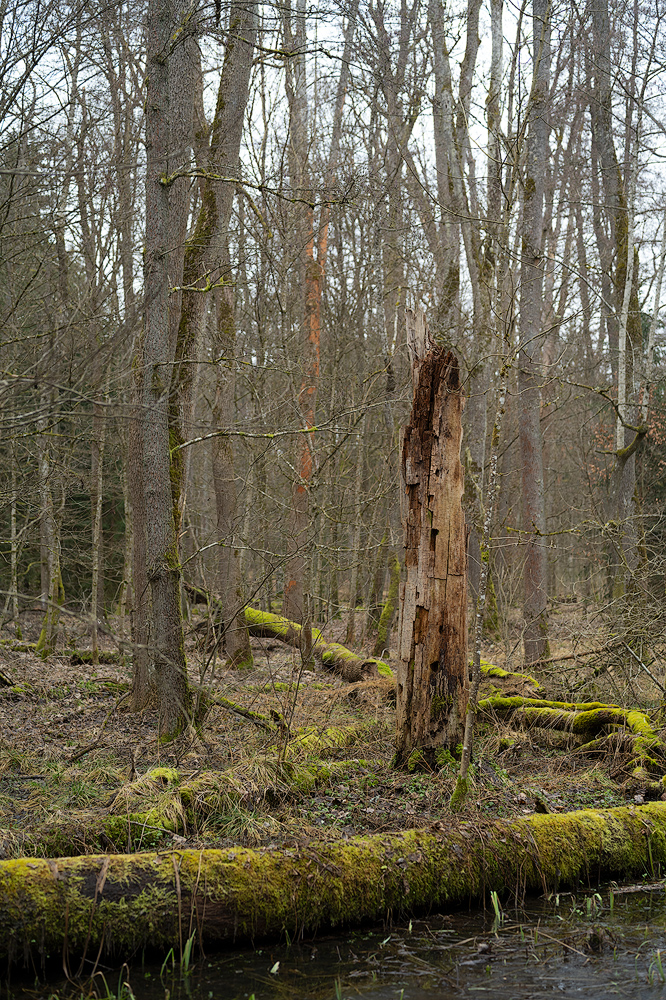 Oedenberg Günthersbühler Forst