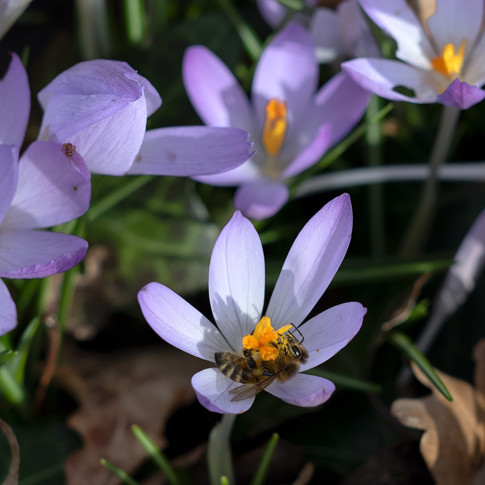 Krokus mit Biene