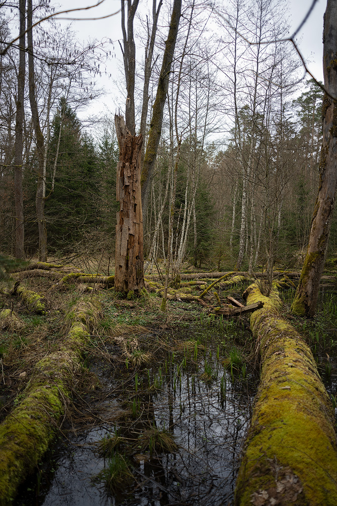 Günthersbühler Forst