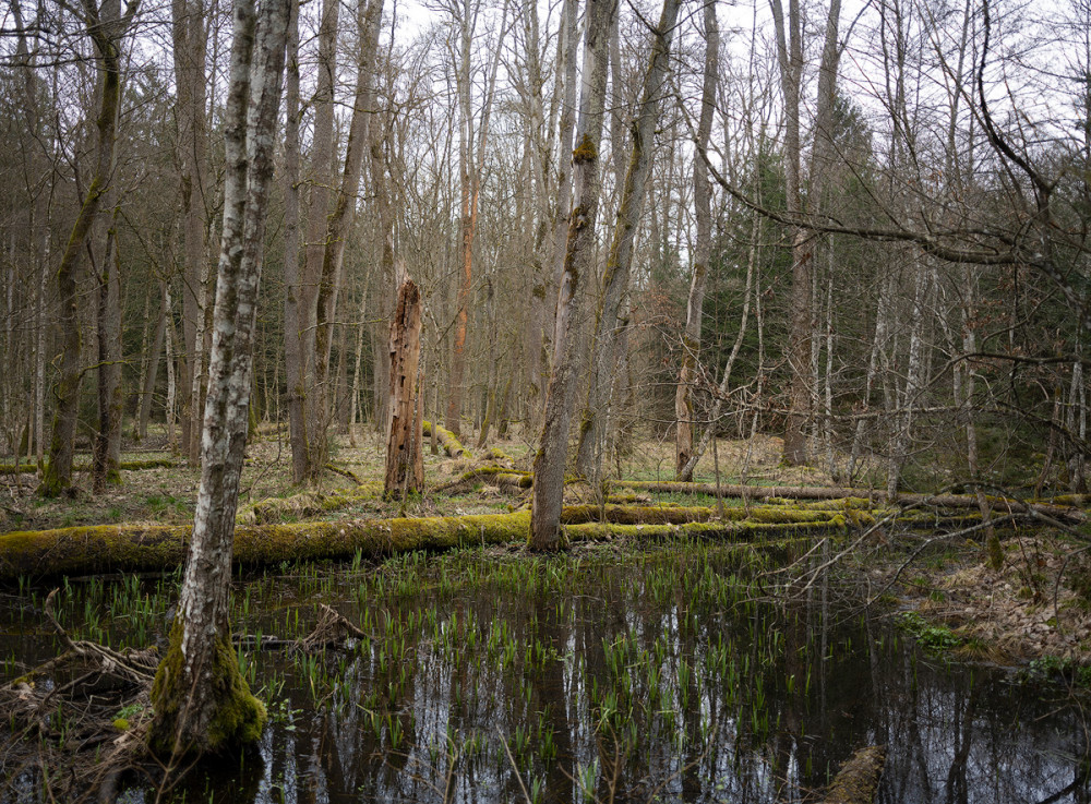 Heroldsberg-Ludwigshöhe 4