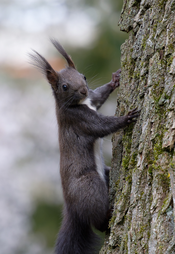 Eurasisches Eichhörnchen, Stadttpark Nürnberg