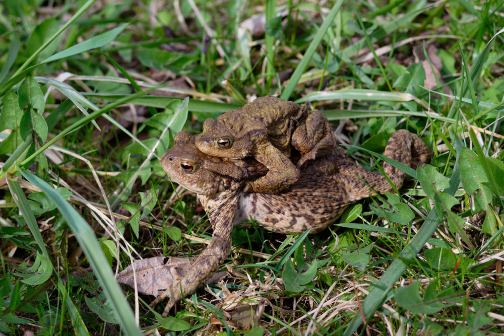 Erdkröte, Teich bei Lichtenegg