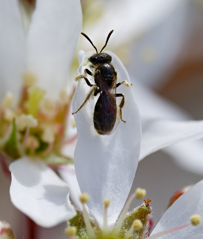 Maskenbiene Hylaeus hyalinatus-Weibchen