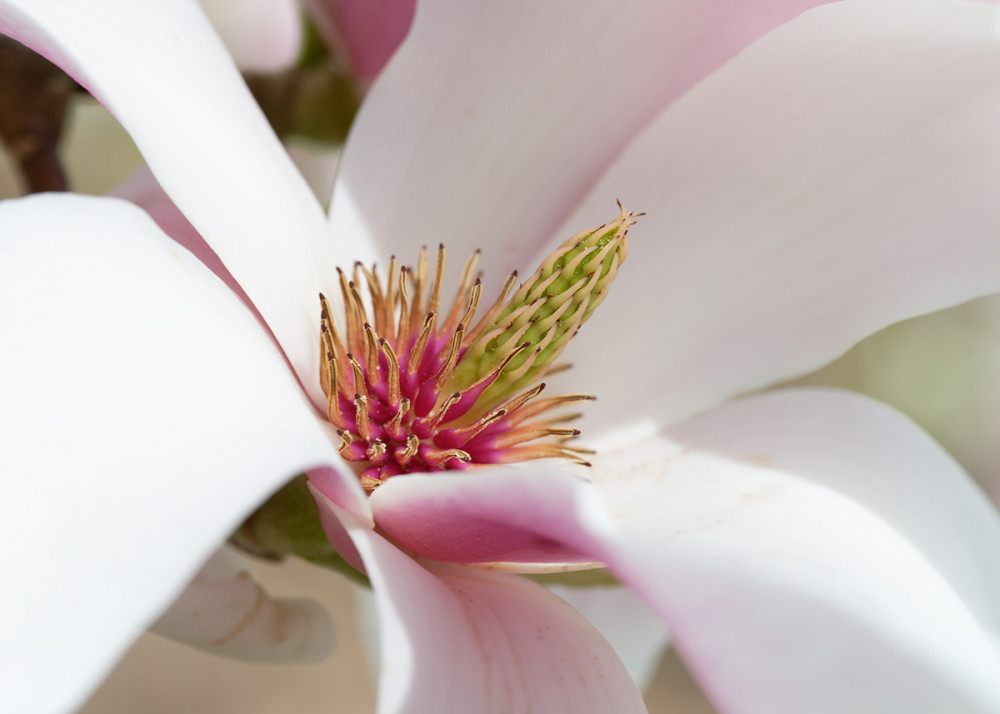 Magnolienblüte, Stadtpark Nürnberg, Ostersonntag