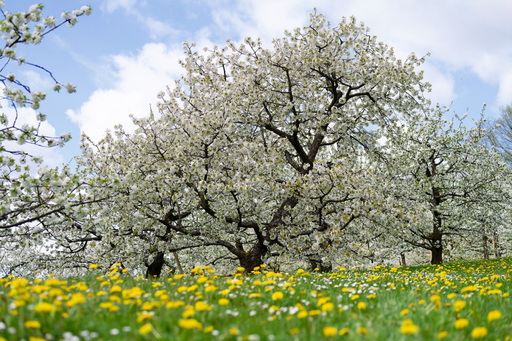 Wannbach-Kirschbäume