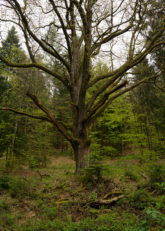 Zwischen Engeltal und Hersbruck