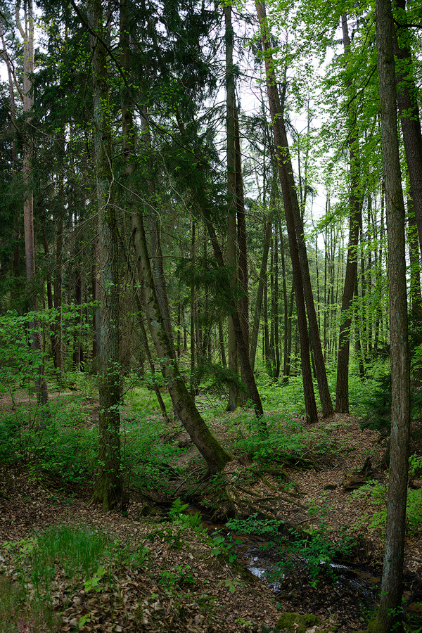 am Gockerlersberger Graben 20240428