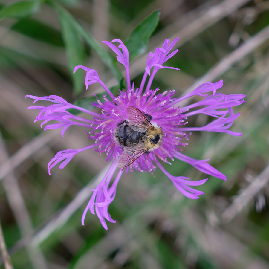 Wiesen-Flockenblume (Centaurea nervosa)