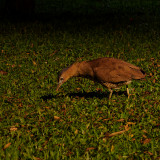 _VZ75974-NEF-20241022-DxO_DeepPRIME-XD2-2