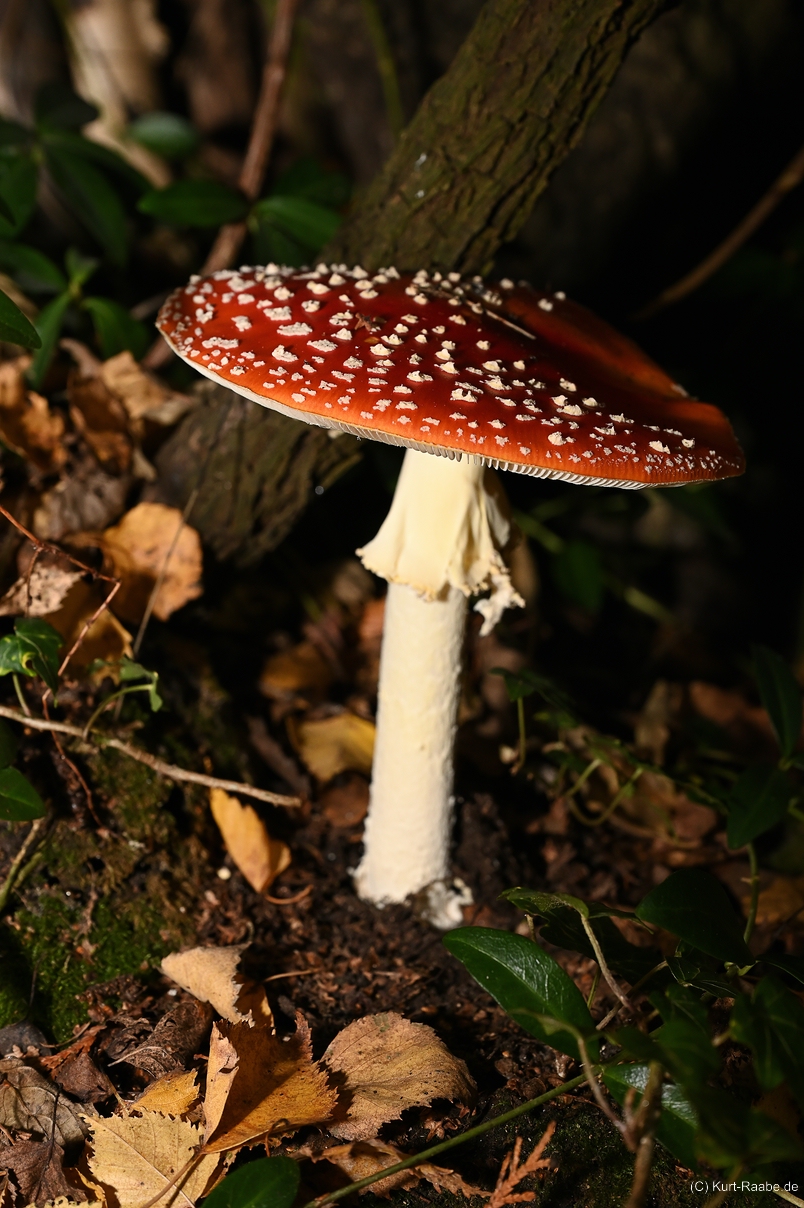(C) Kurt Raabe.deKRZ 4279