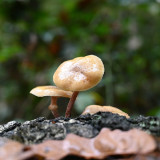 C-Kurt-Raabe.deKRZ_6930