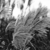 _VZ76187-SW-2