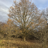 Hainberg20241218-2.jpg