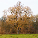 Pegnitzgrund20241227-4.jpg