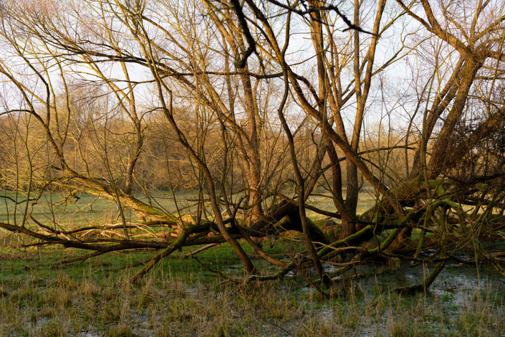 Pegnitzgrund20241227-1.jpg