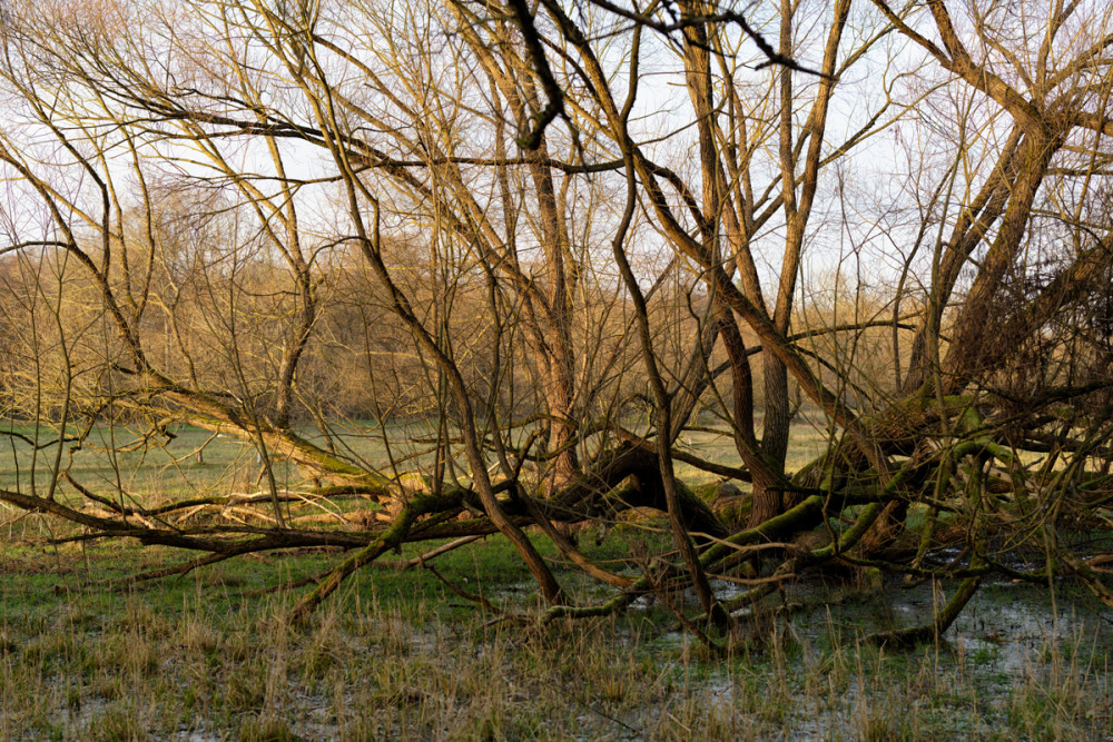 Pegnitzgrund20241227-2.jpg