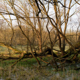 Pegnitzgrund20241227-2