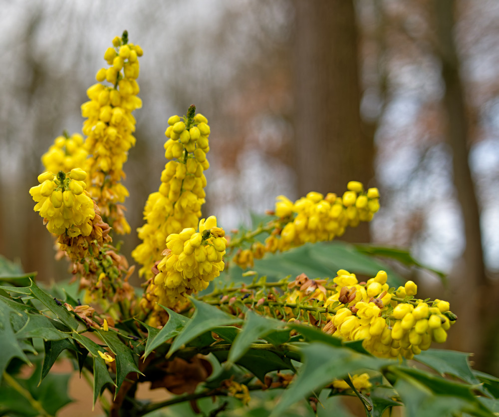 Berberis-japonica.jpg