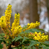 Berberis-japonica
