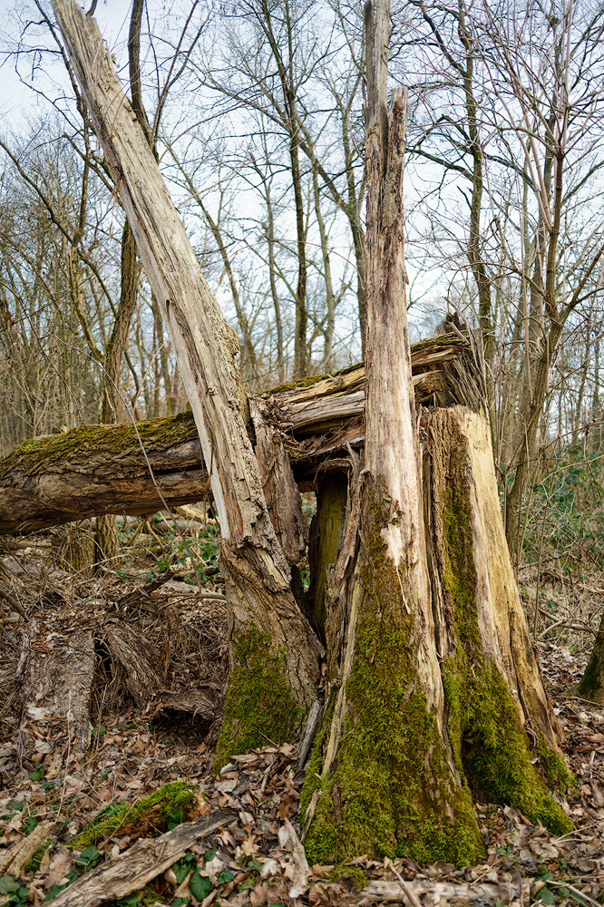 Marienbergpark 20250209-2