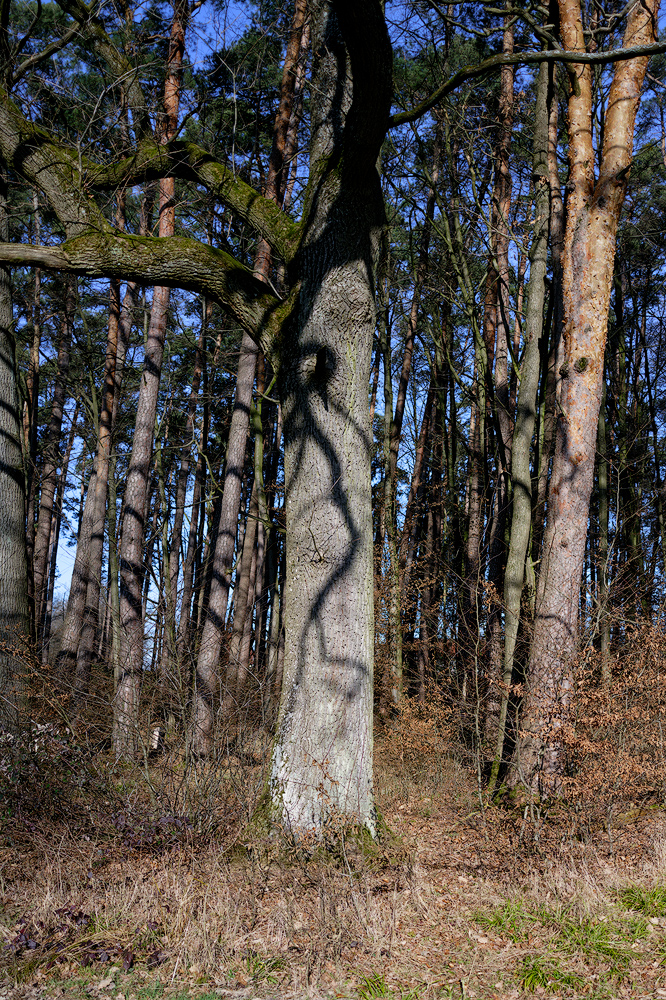  VZ76881 20250219 DxO DeepPRIME XD2s 2