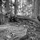 _VZ77028-sw-2