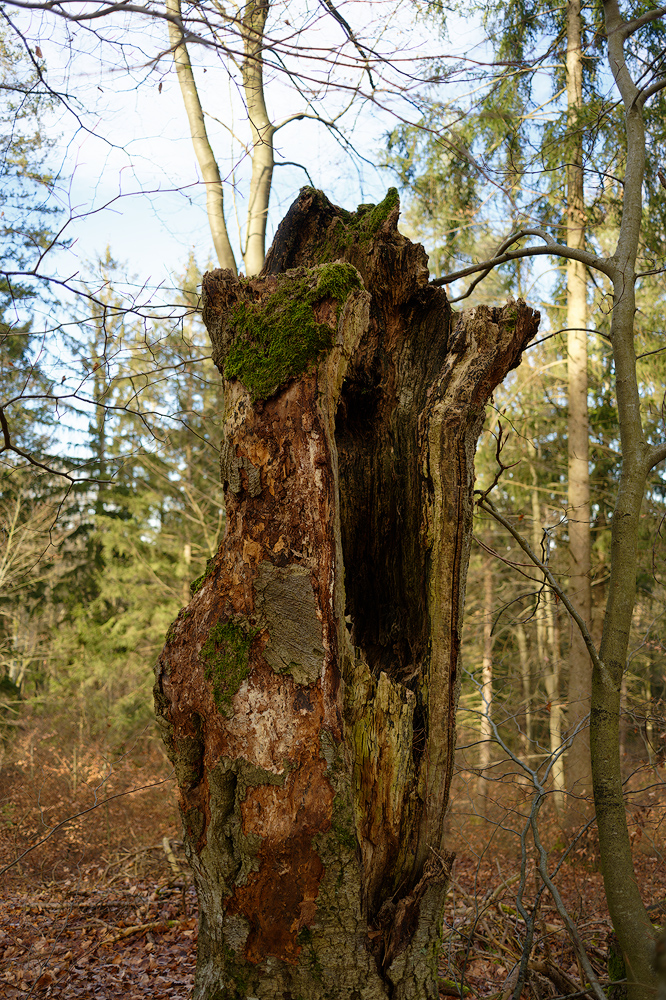 Velden-Hartenstein-Neuhaus, Torso 1