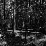 _VZ78444-SW-2