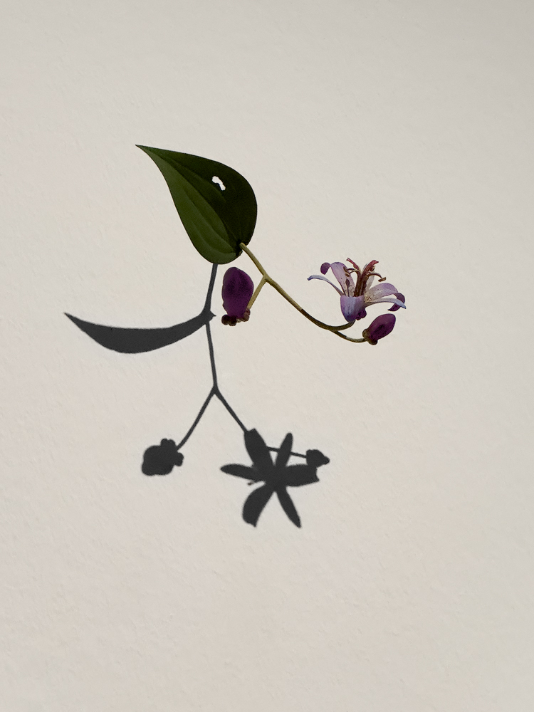 Yoshihiro Suda (*1969) Japanische Krötenlilie (Tricyrtis hirta), 2025, Holz