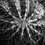 _VZ78831-1-sw-2