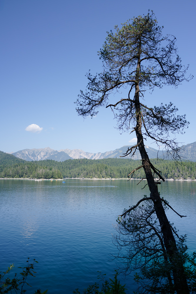 Eibsee, Kiefer 01