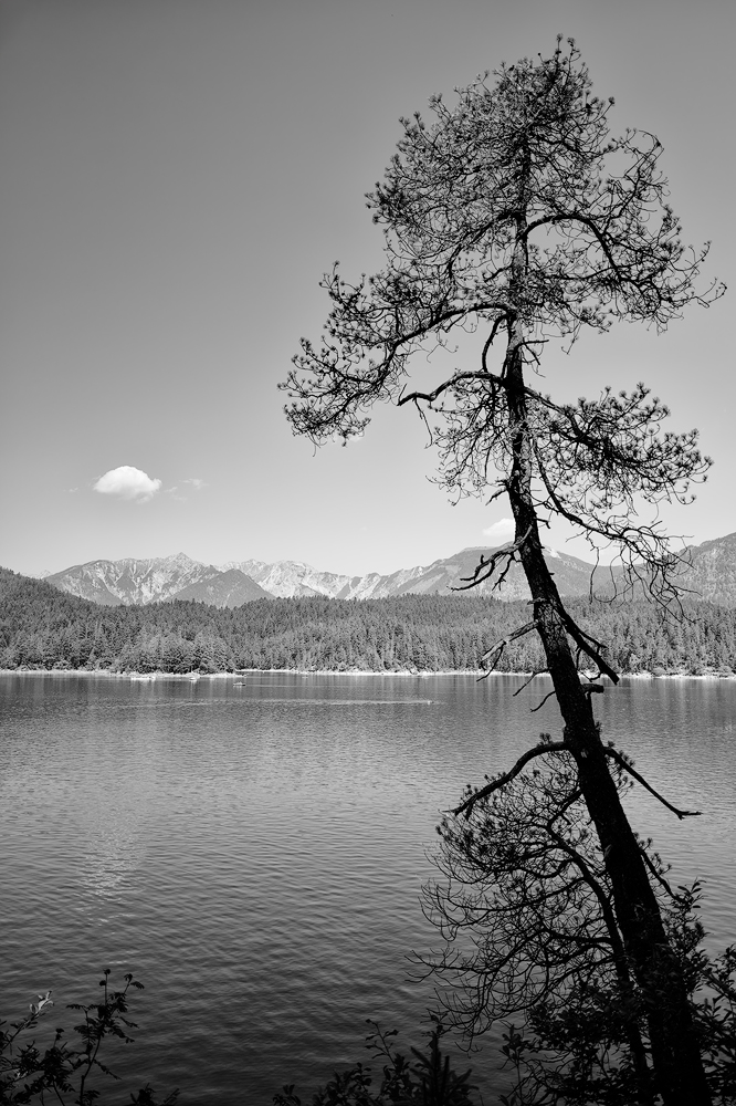 Eibsee, Kiefer 01 sw