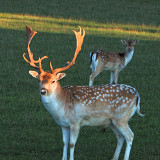 DSC_1004-Kopie-2.jpg