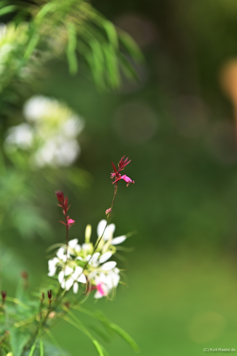 (C) Kurt Raabe.deKRZ 4810