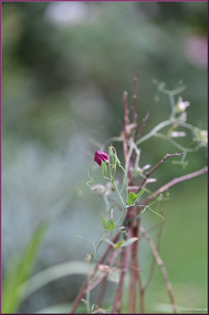 (C) Kurt Raabe.deKRZ 4864 01