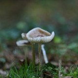 C-Kurt-Raabe.deKRZ_4973_01