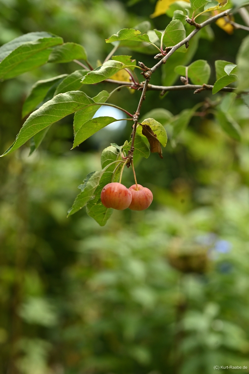 (C) Kurt Raabe.deKRZ 5052 01