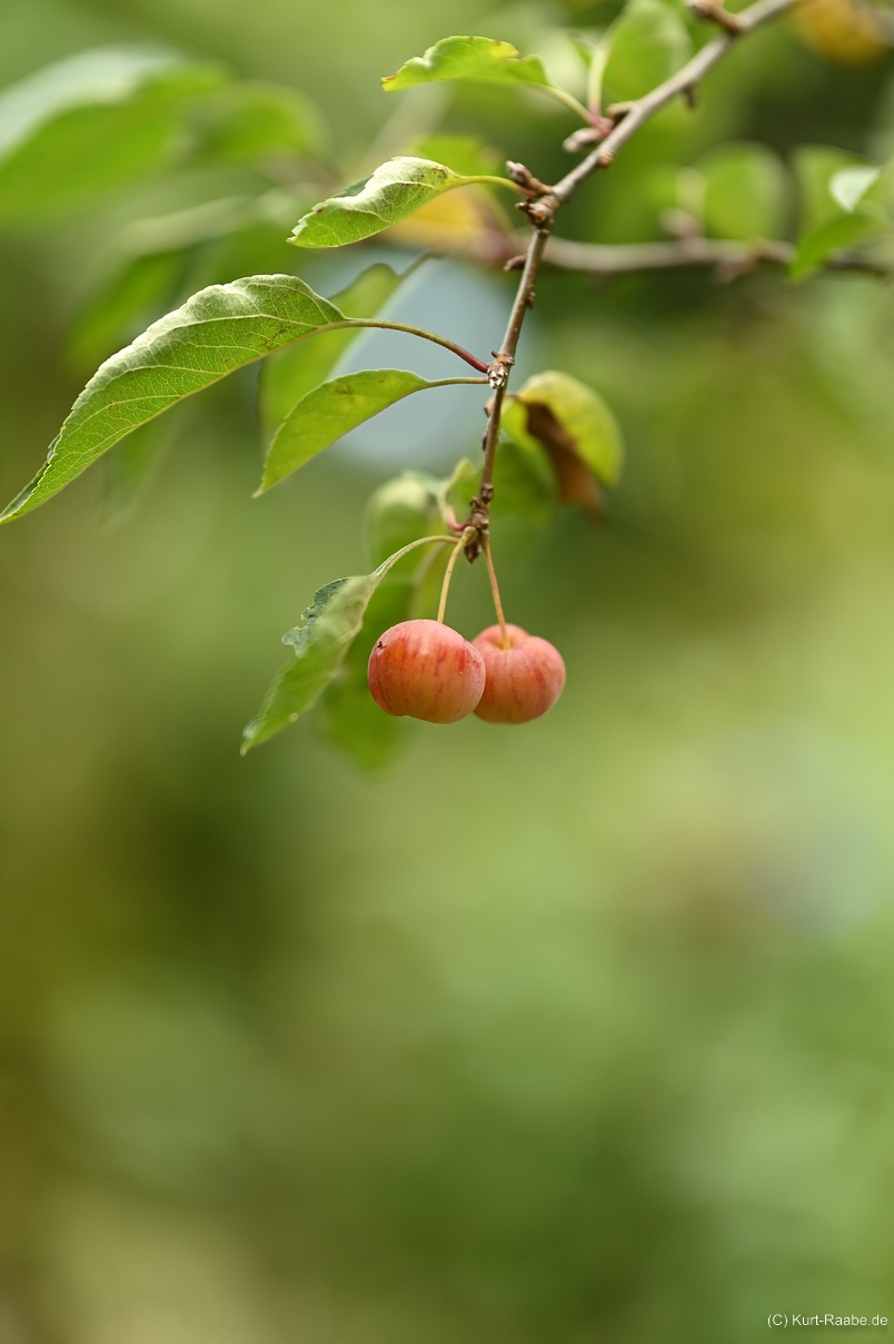 (C) Kurt Raabe.deKRZ 5053