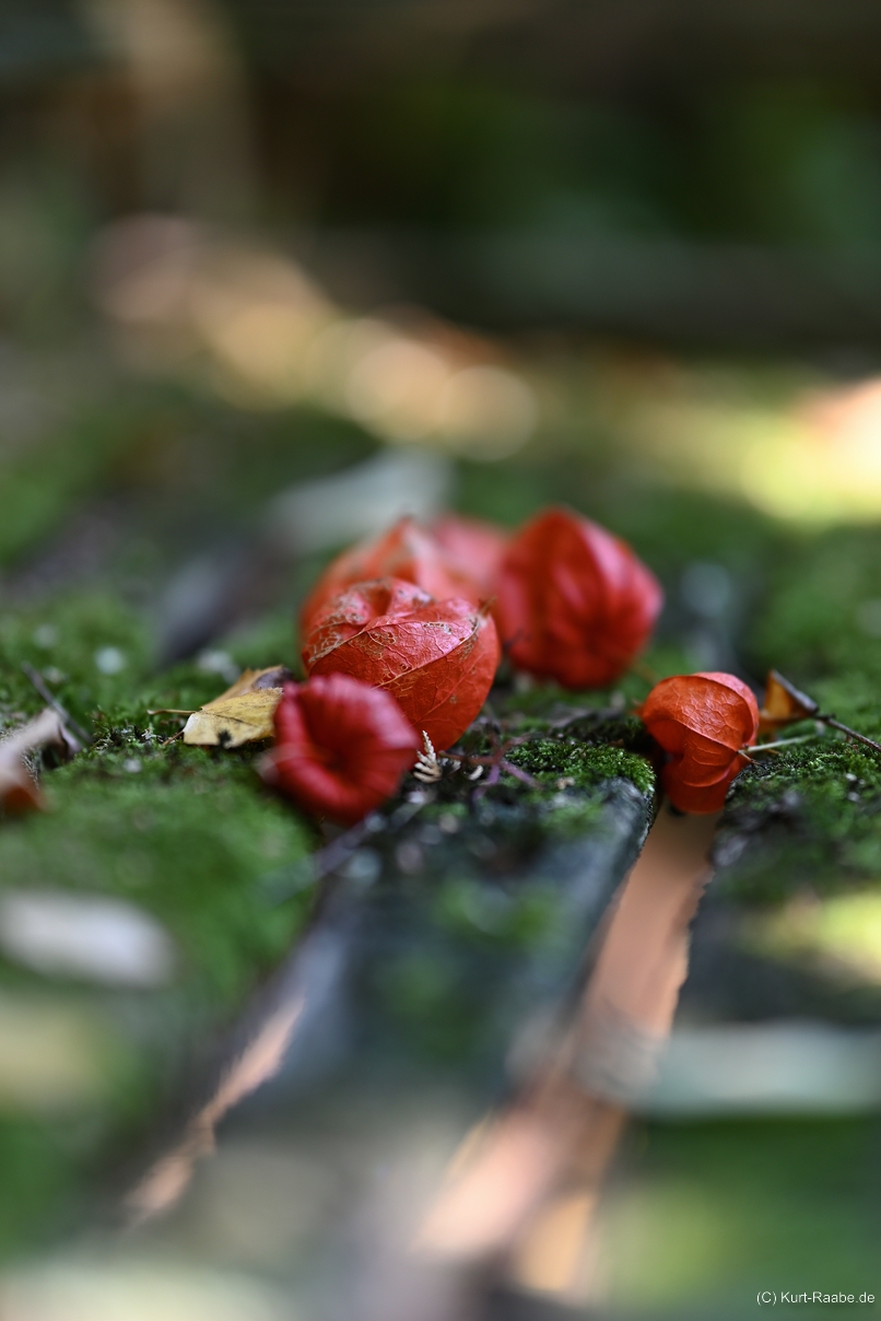 (C) Kurt Raabe.deKRZ 7483 105