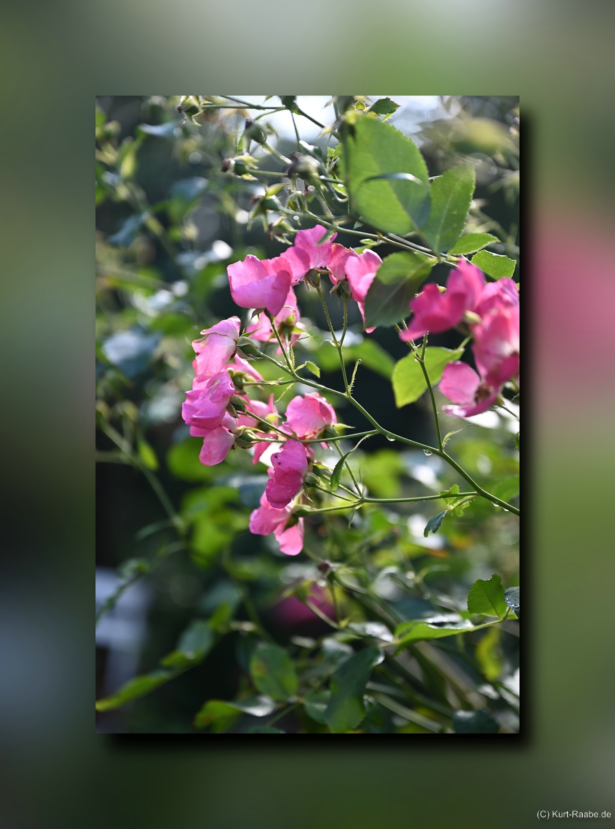 (C) Kurt Raabe.defx 5077 1