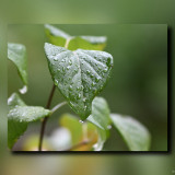 C-Kurt-Raabe.defx_7540