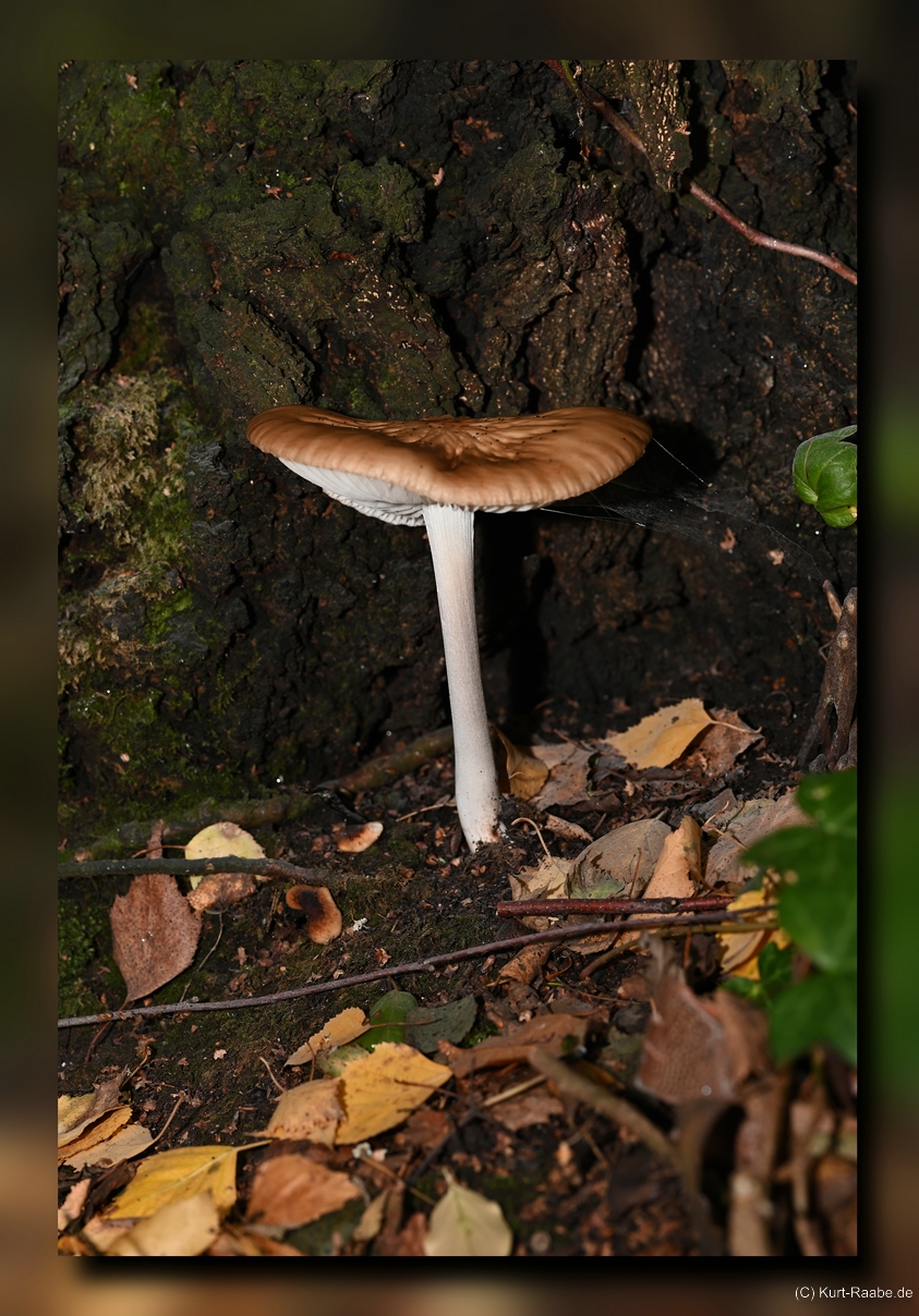 (C) Kurt Raabe.dePilz 7591fx blur