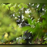 C-Kurt-Raabe.defx_frame_blur_7656