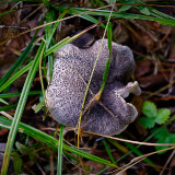 _VZ79937-DxO_DeepPRIME-XD2s-2