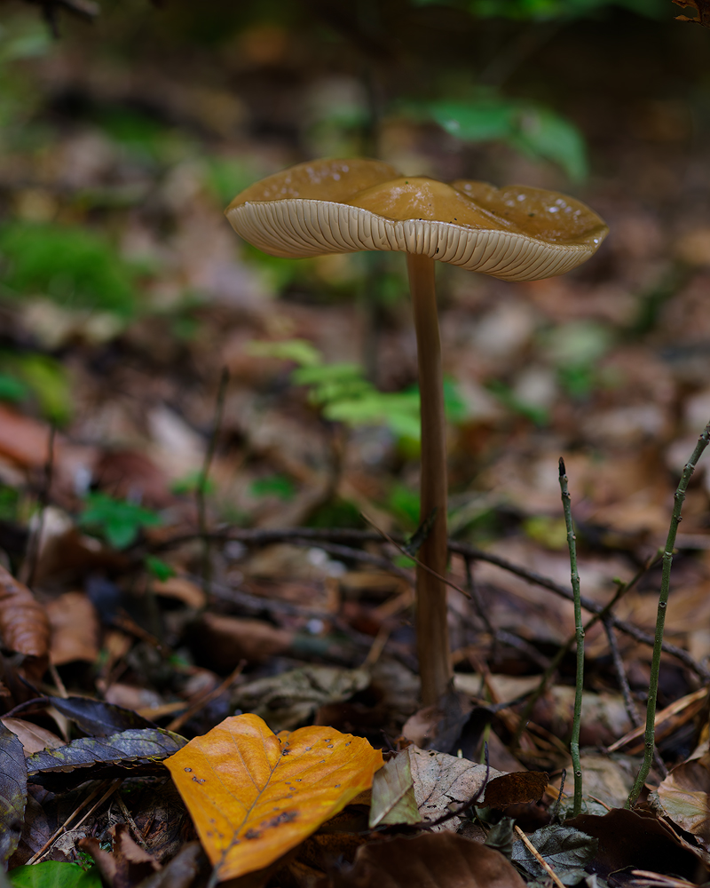 Grubiger Wurzelrübling