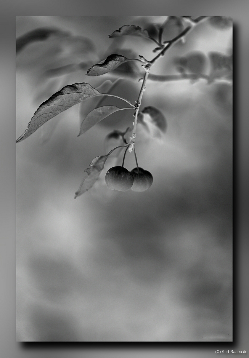 (C) Kurt Raabe.defx 5053